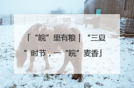 “皖”里有粮｜“三夏”时节，一“皖”麦香