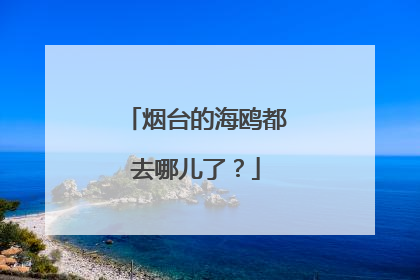 烟台的海鸥都去哪儿了？
