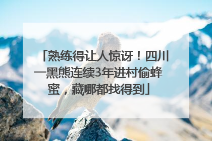 熟练得让人惊讶！四川一黑熊连续3年进村偷蜂蜜，藏哪都找得到