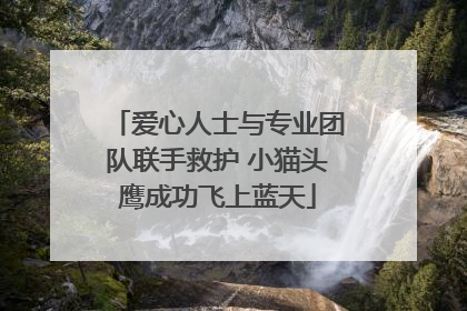 爱心人士与专业团队联手救护 小猫头鹰成功飞上蓝天