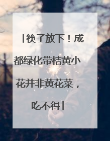 筷子放下！成都绿化带桔黄小花并非黄花菜，吃不得