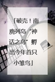 破壳！南麂列岛“神话之鸟”孵出今年首只小雏鸟