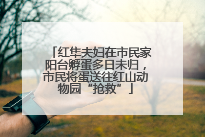 红隼夫妇在市民家阳台孵蛋多日未归，市民将蛋送往红山动物园“抢救”