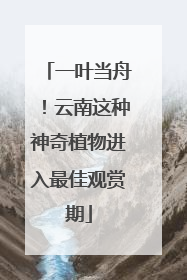 一叶当舟！云南这种神奇植物进入最佳观赏期
