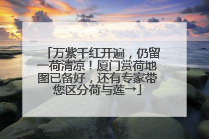 万紫千红开遍，仍留一荷清凉！厦门赏荷地图已备好，还有专家带您区分荷与莲→
