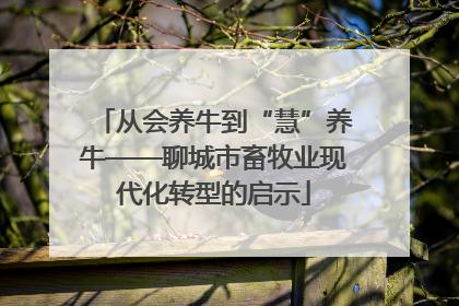从会养牛到“慧”养牛——聊城市畜牧业现代化转型的启示