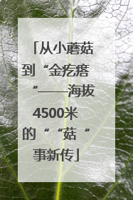 从小蘑菇到“金疙瘩“——海拔4500米的““菇“事新传