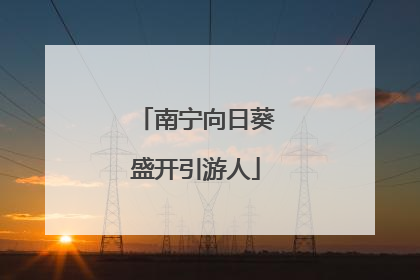 南宁向日葵盛开引游人