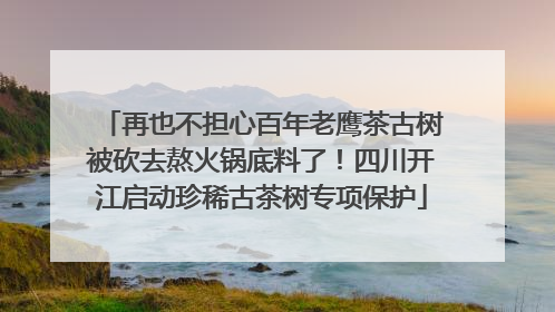 再也不担心百年老鹰茶古树被砍去熬火锅底料了！四川开江启动珍稀古茶树专项保护