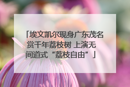 埃文凯尔现身广东茂名 赏千年荔枝树 上演无间道式“荔枝自由”