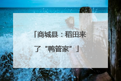 商城县：稻田来了“鸭管家”