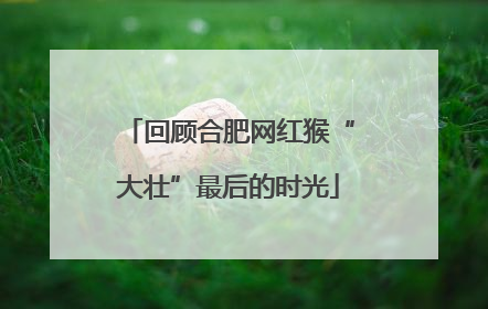 回顾合肥网红猴“大壮”最后的时光