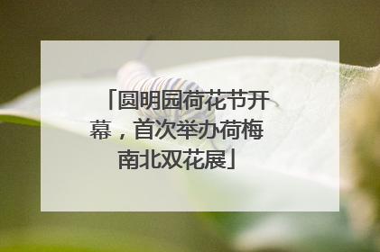 圆明园荷花节开幕，首次举办荷梅南北双花展