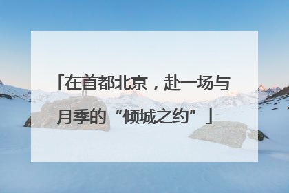 在首都北京，赴一场与月季的“倾城之约”