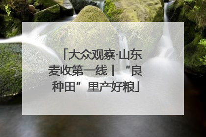 大众观察·山东麦收第一线丨“良种田”里产好粮