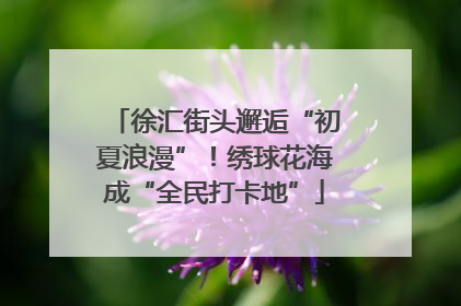 徐汇街头邂逅“初夏浪漫”！绣球花海成“全民打卡地”