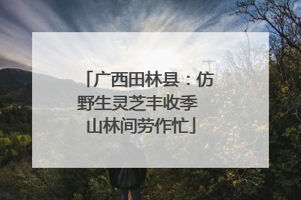 广西田林县：仿野生灵芝丰收季 山林间劳作忙