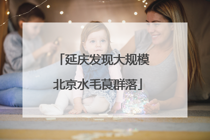 延庆发现大规模北京水毛茛群落