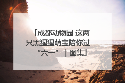 成都动物园 这两只黑猩猩萌宝陪你过“六一”｜图集