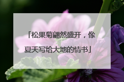 松果菊翩然盛开，像夏天写给大地的情书