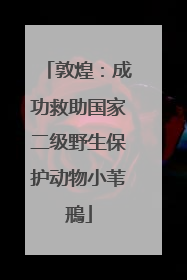 敦煌：成功救助国家二级野生保护动物小苇鳽