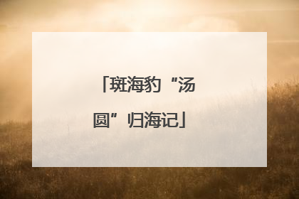 斑海豹“汤圆”归海记