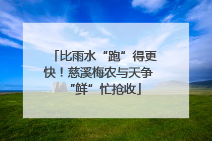 比雨水“跑”得更快！慈溪梅农与天争“鲜”忙抢收