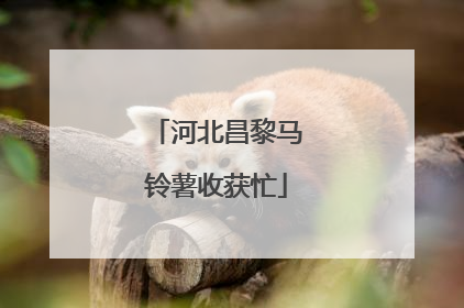 河北昌黎马铃薯收获忙