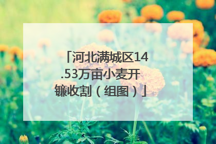 河北满城区14.53万亩小麦开镰收割（组图）