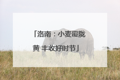 洛南：小麦覆陇黄 丰收好时节