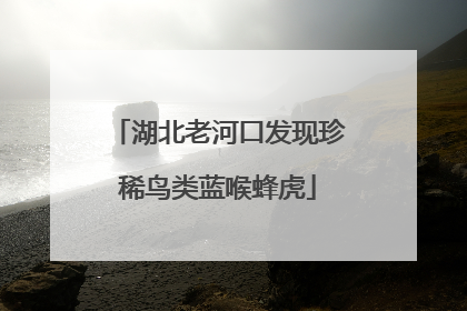 湖北老河口发现珍稀鸟类蓝喉蜂虎