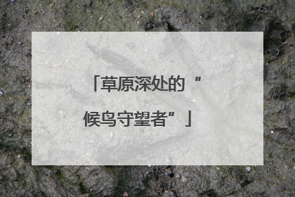 草原深处的“候鸟守望者”