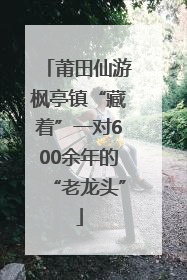 莆田仙游枫亭镇“藏着”一对600余年的“老龙头”