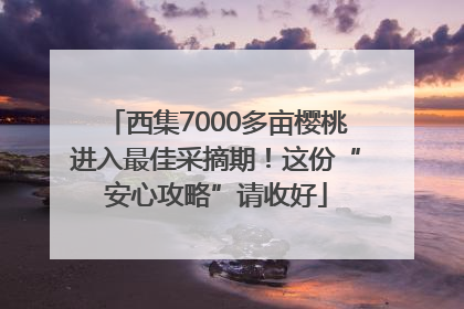 西集7000多亩樱桃进入最佳采摘期！这份“安心攻略”请收好