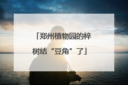 郑州植物园的梓树结“豆角”了