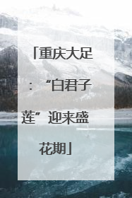 重庆大足：“白君子莲”迎来盛花期