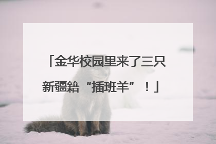 金华校园里来了三只新疆籍“插班羊”！