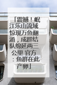 震撼！岷江乐山流域惊现万鱼翻涌，成群结队绵延两三公里 官方：鱼群在此产卵